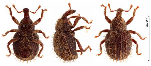 Réf. 247 082 : Adexius scrobipennis